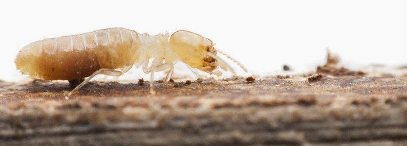 Crenshaw Termite & Pest Control