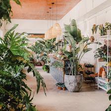 Fancy Free Nursery