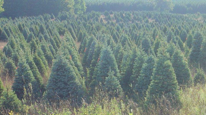 Great Lakes Christmas Tree Farms