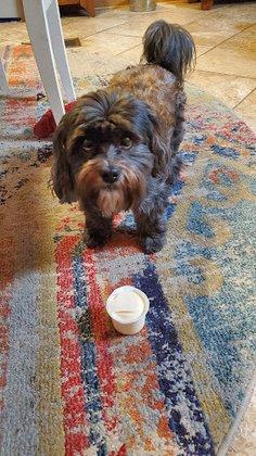 K9 Petsitters - Pet Sitting Service