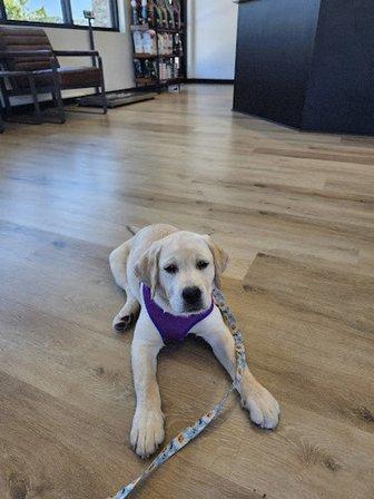 The Range Animal Hospital