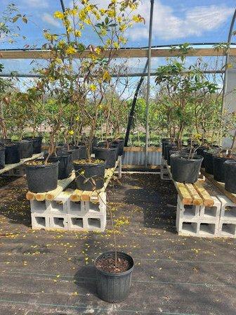 Tropical Live Plants Nursery