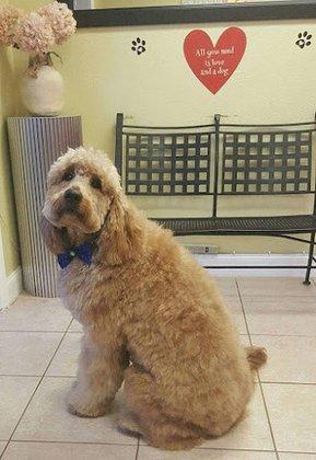 Kennel Cuts Mobile Dog Grooming