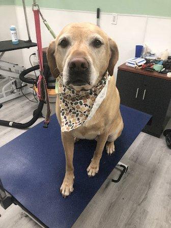 ABCK9s Pet Services