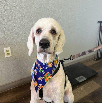 Bella Luna Pet Salon