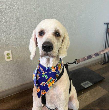 Bella Luna Pet Salon