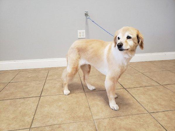 Pup Spa & Boutique