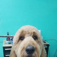All In One Pet Parlor - Dog & Cat Grooming