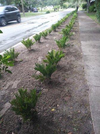 Suncoast Plant Nursery