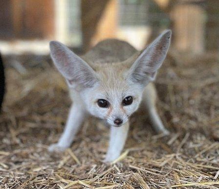 Moore Exotic Animal Ranch