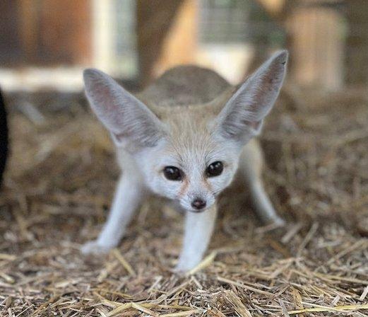 Moore Exotic Animal Ranch
