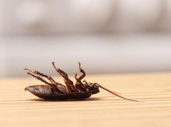 Tri-S Pest Control
