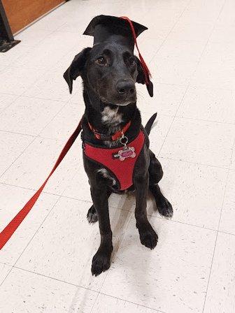PetSmart Dog Training