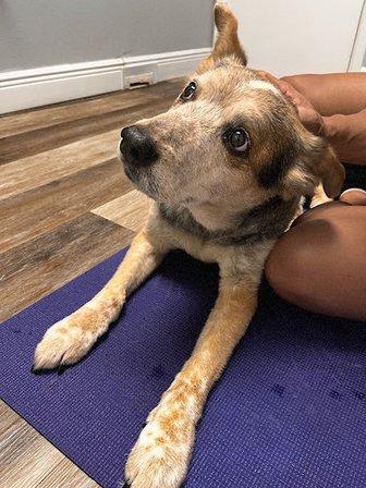 Bluffs Animal Hospital PA