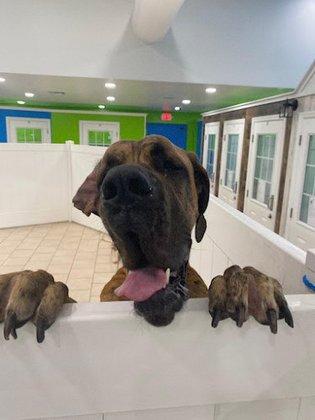 Hounds Town-Zephyrhills
