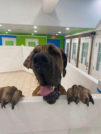 Hounds Town-Zephyrhills