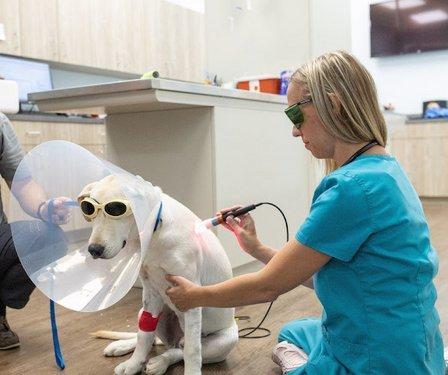 Coastal Animal Clinic - Tampa