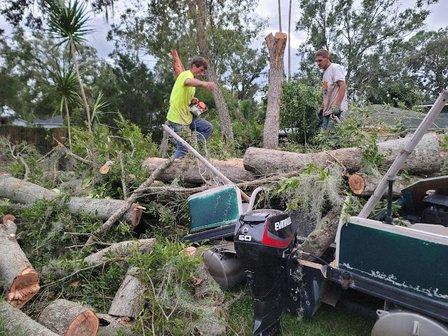 A Tree Surgeons Enterprise