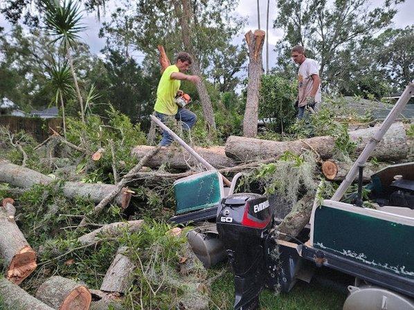 A Tree Surgeons Enterprise