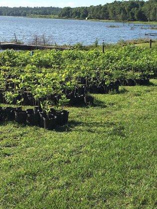 The Family Tree Farm and Nursery