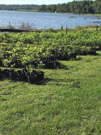 The Family Tree Farm and Nursery