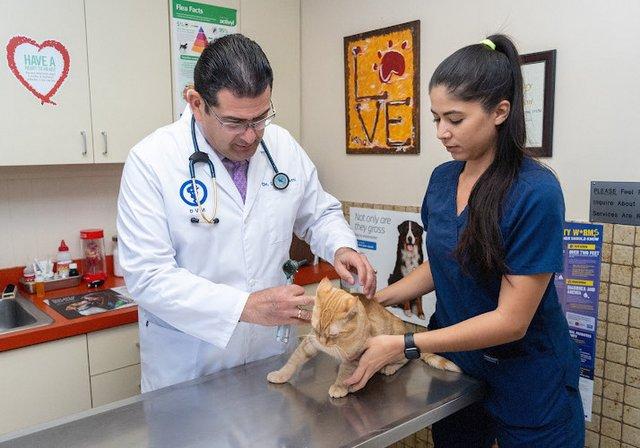 Wellswood Midtown Animal Hospital