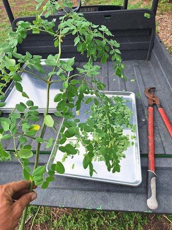 Grow Moringa Farms & Nursery