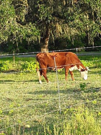 Kirnes Shady Acres Cattle Co. LLC