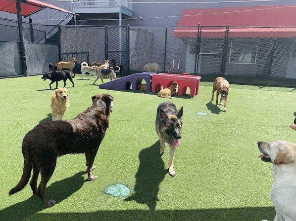 Bay Paws Pet Resort - Ybor City