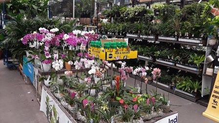 Lowe's Garden Center