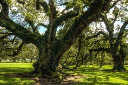 Panorama Tree Care