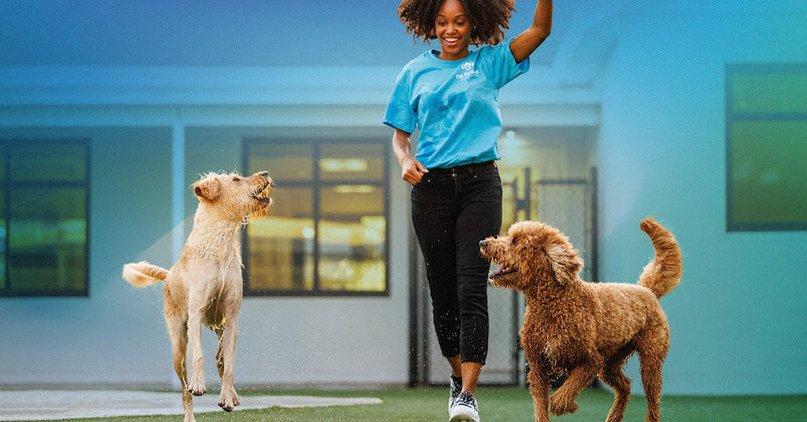 Pet Paradise Apollo Beach