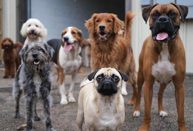 Barks to Riches