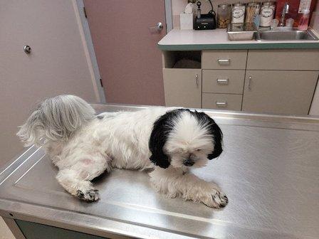Southpaw Animal Health