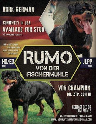 Von Muntz Rottweilers
