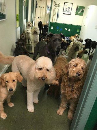 Pilar's Pet Resort