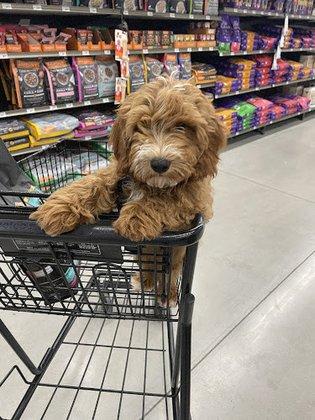 D’ Shalom Goldendoodles