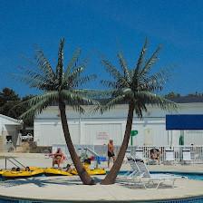 Tropical Expressions Inc.