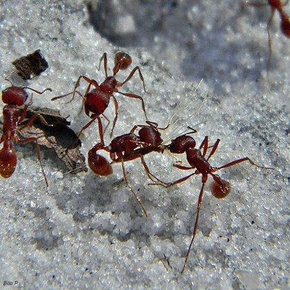 Bugs Patrol LLC Pest Control
