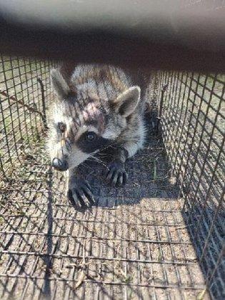 Spring Hill Rat Removal Service