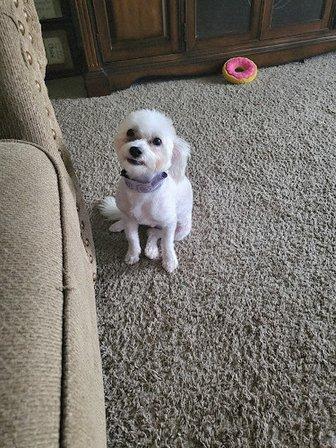 Furry Tails Pet Grooming 2