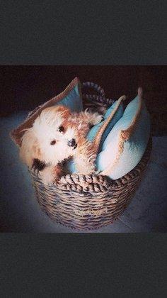 Cozy Home Pet Sitting, LLC