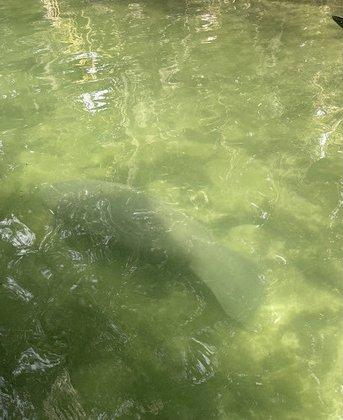 Manatee Adventures