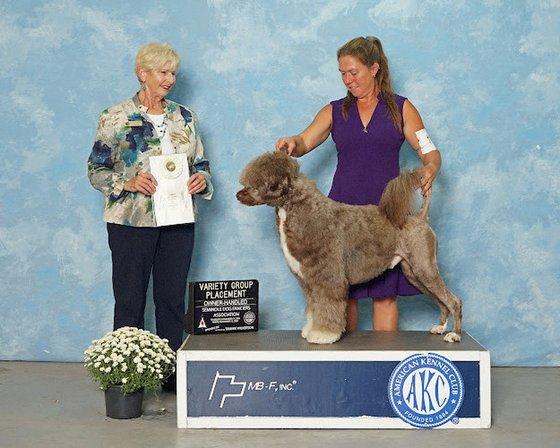 Aguas De Seda Portuguese Water Dogs