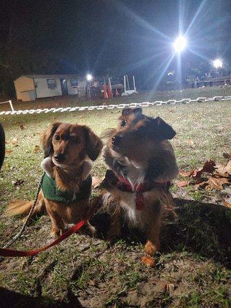 Havenlea Dog Training Centre