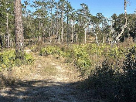 Chinsegut Wildlife and Environmental Area (WEA)