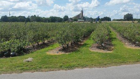 Late Bloom Blueberry Farm