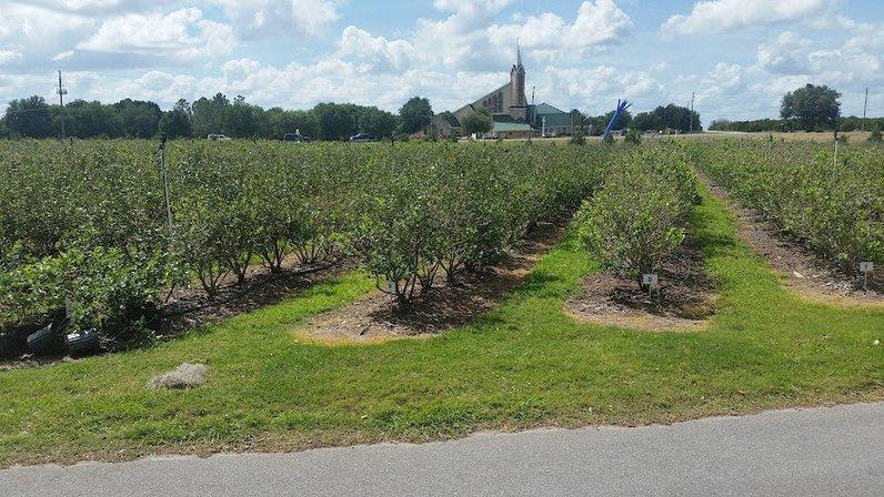 Late Bloom Blueberry Farm