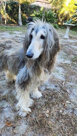 Driftwood Kennels
