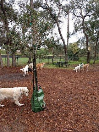Safety Harbor Dog Park
